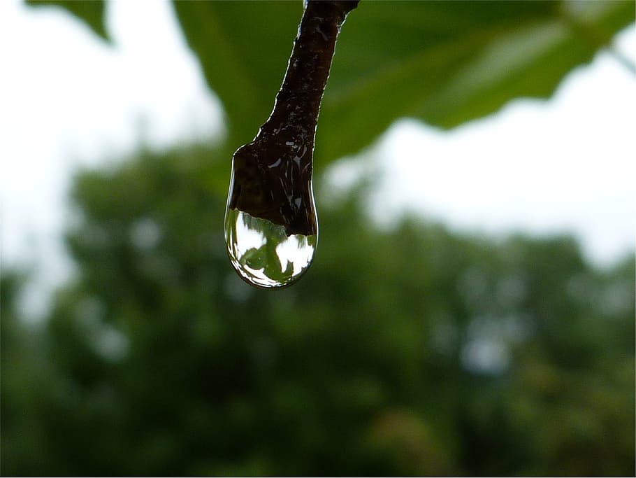 macro, drops, dew, dew drop, water, transparency, nature, focus on foreground HD wallpaper