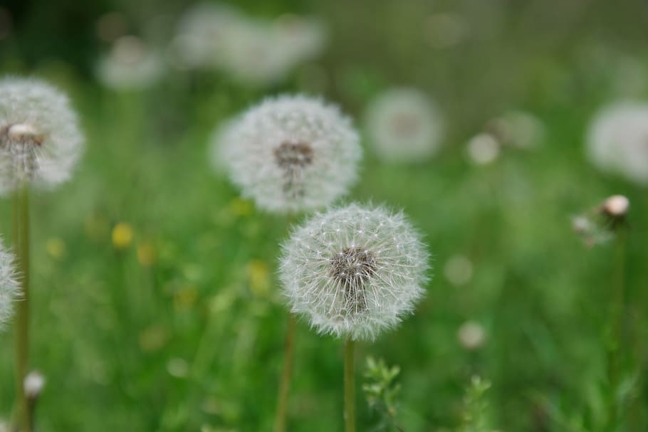 obsession, flowers, pool, seeds, plants, nature, feel, dandelion HD wallpaper