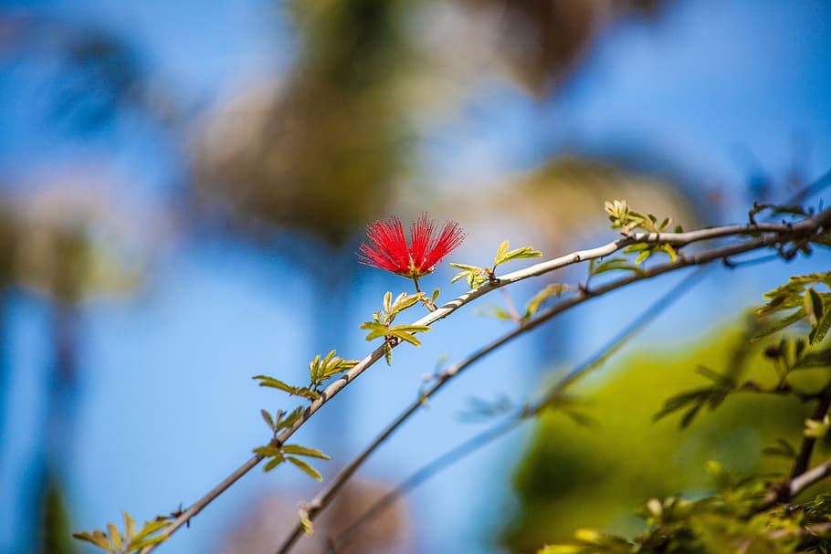 blossom, bloom, tree, italy, nature, plant, flower, flowering plant HD wallpaper