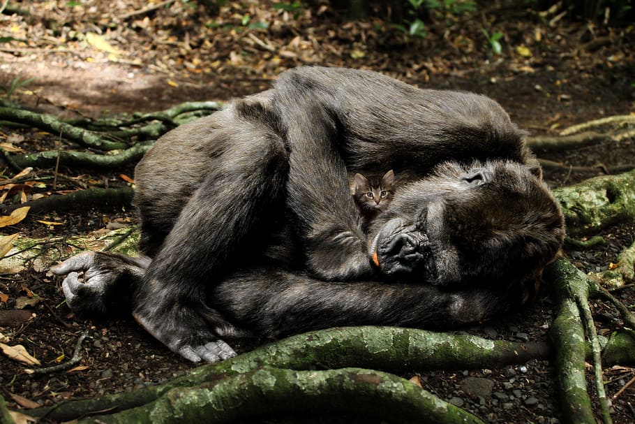 wildlife photography of black primate, mammal, nature, monkey