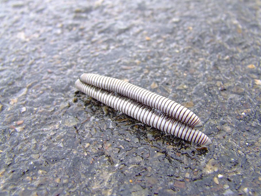 worms, nature, animals, day, no people, close-up, outdoors HD wallpaper