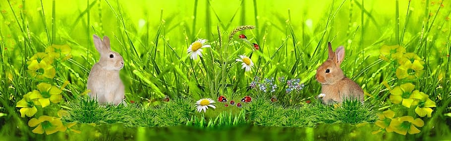 nature, flora, summer, leaf, grass easter, animal, animal themes HD wallpaper