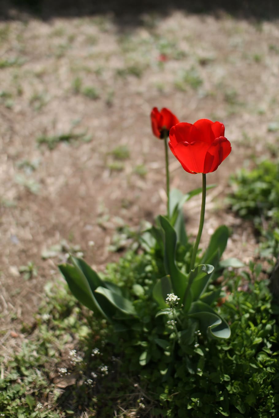 tulip, flowers, spring, flowering plant, beauty in nature, freshness HD wallpaper