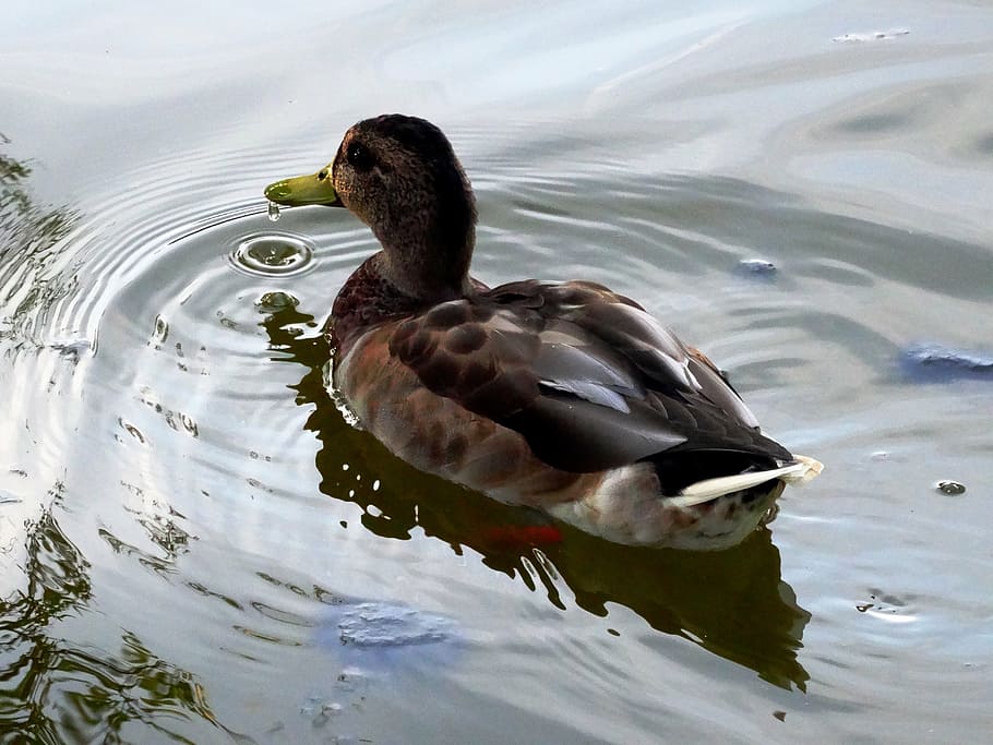 duck, pond, water, animal themes, animals in the wild, lake HD wallpaper
