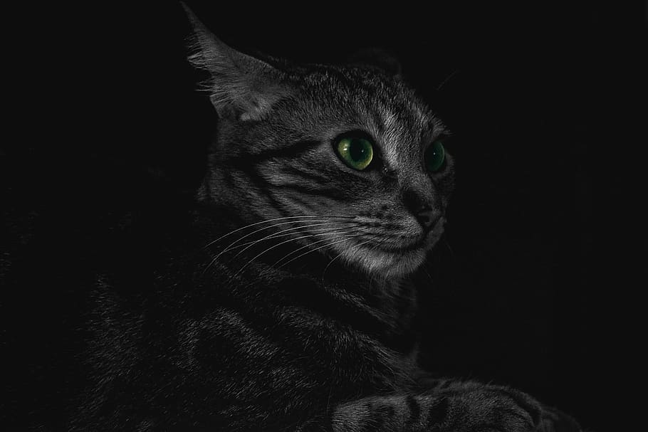 silver tabby cat lying on black surface, animal, kitten, cute HD wallpaper