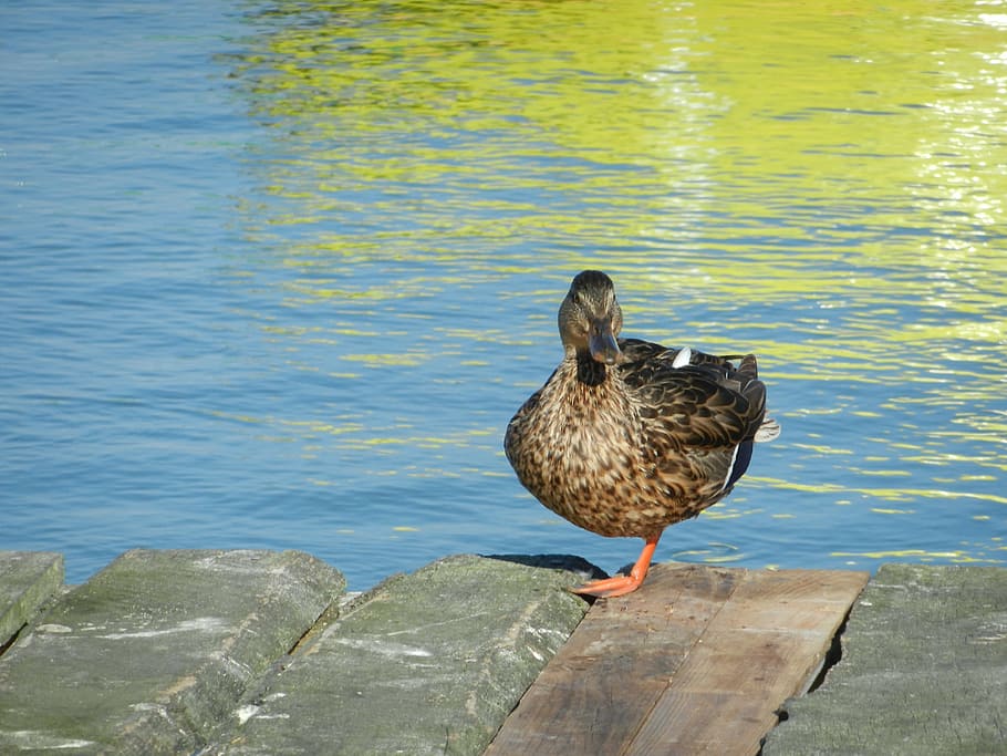duck, water, pond, bird, animal, animal themes, animals in the wild HD wallpaper