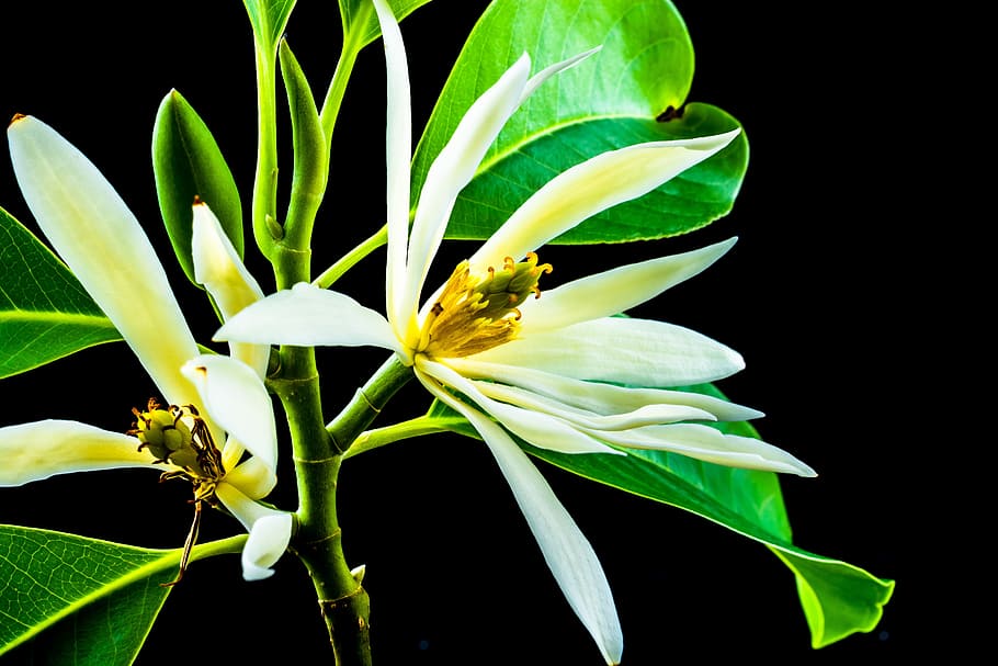 michelia champaca, blossom, bloom, white, yellow, branch, leaves