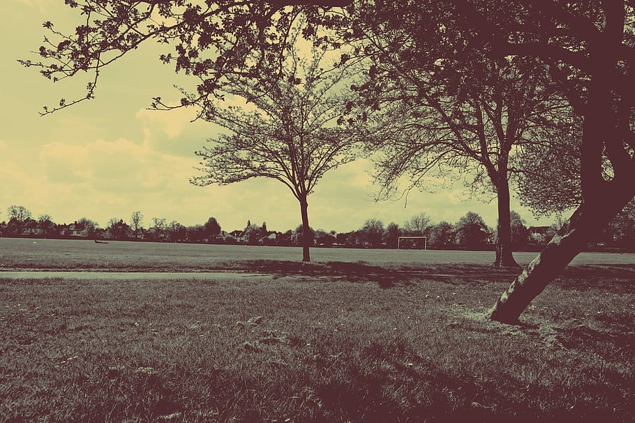 Trees, Scene, Nature, Landscape, park, outdoor, natural, autumn HD wallpaper