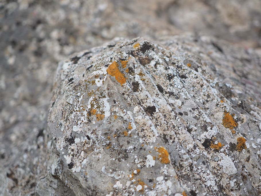 rock, limestone, weave, orange, lichen, ordinary gelbflechte HD wallpaper