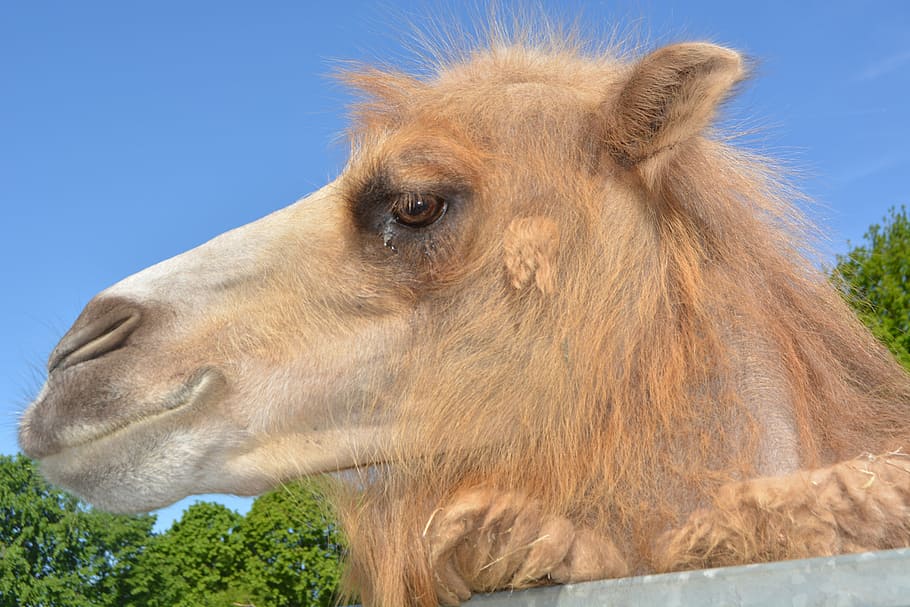 dromeda, camel, zoo, hump, paarhufer, beast of burden, animal HD wallpaper