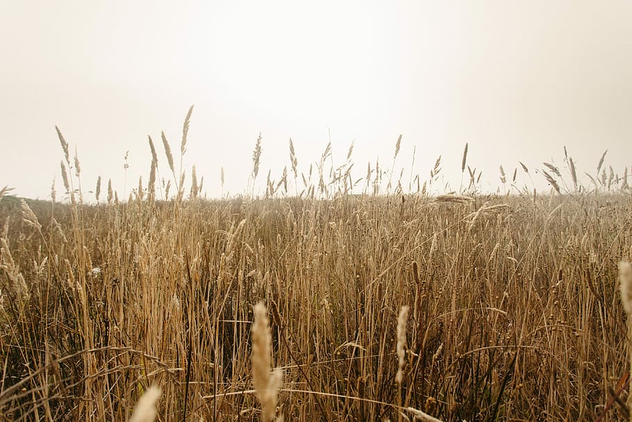 landscape photography of brown grass field, landscape photography of grass field HD wallpaper