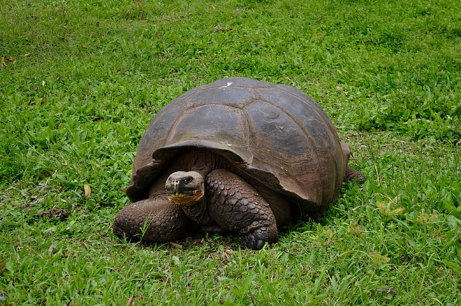 giant, tortoise, turtle, animal, wildlife, island, galapagos