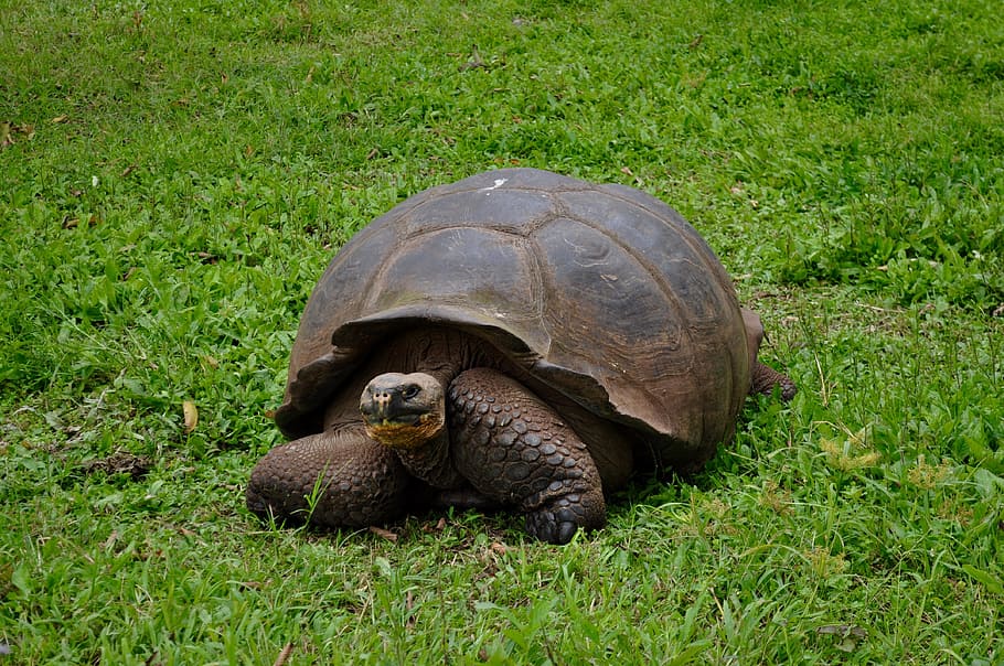 HD wallpaper: Ecuador, The Galapagos Islands, giant turtle, the volcano ...