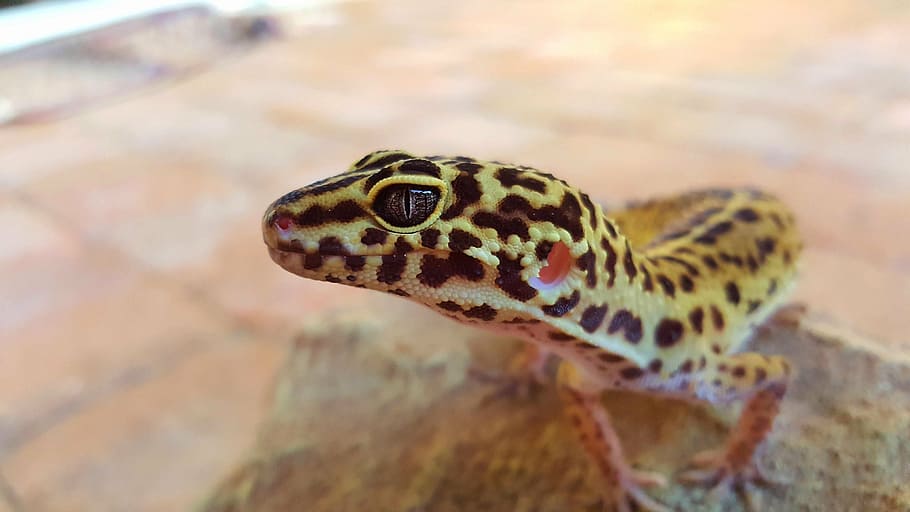 leopard, gecko, eye, pet, yellow, white, pink, reptile, one animal, HD wallpaper