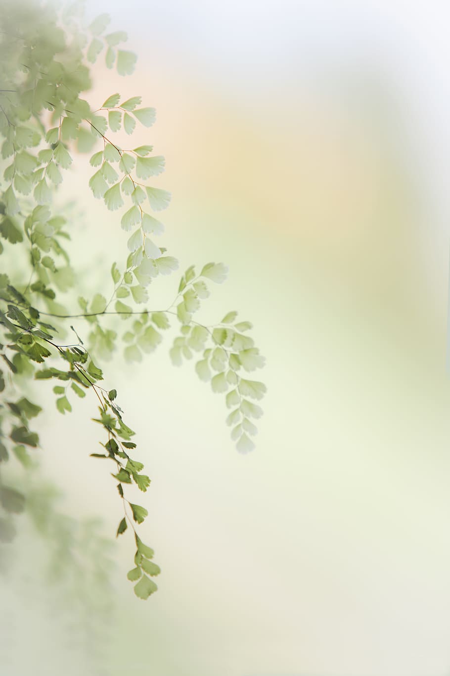 focus-photography of green leaf, spring, light, nature, garden HD wallpaper