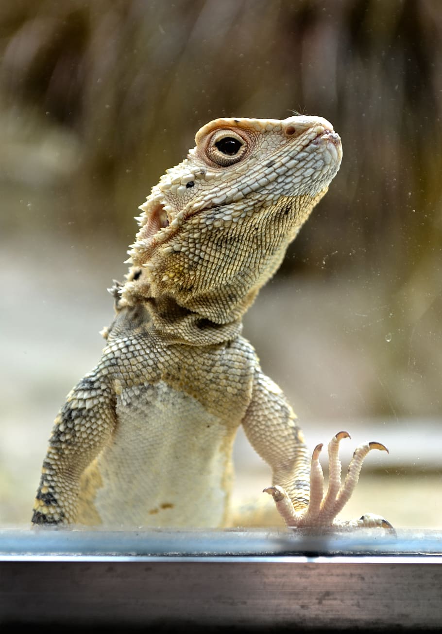 Reptile, Lizard, Colored, Zoo, animal portrait, one animal HD wallpaper