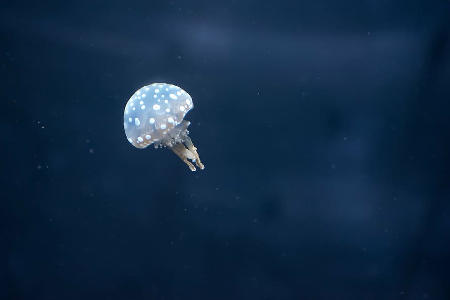 pairi daiza, jellyfish, mini, small, water, sea, slithery, molluscs HD wallpaper