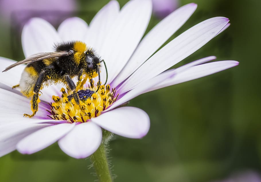 bee, white tail, insect, wildlife, nature, bumblebee, pollinate HD wallpaper