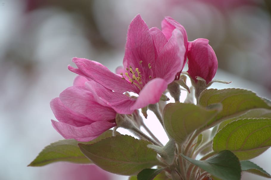 flower, pink, apple, flowering plant, beauty in nature, freshness HD wallpaper