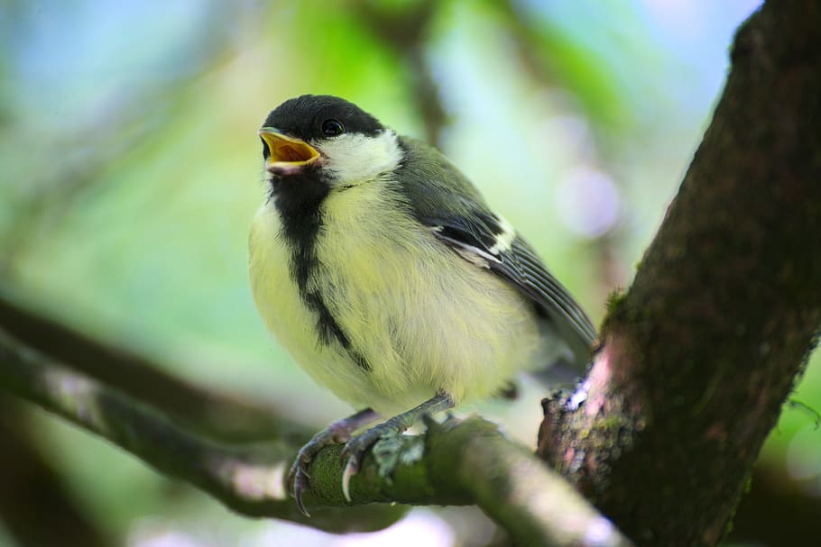 Tit, Bird, Garden, Close, Small, small bird, songbirds, garden bird HD wallpaper