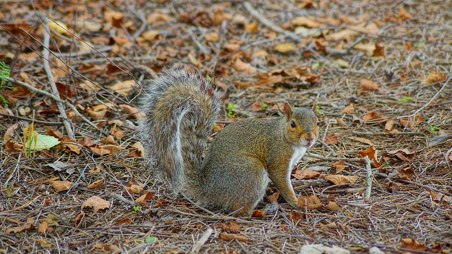 squirrel, ibm, rtp, animal, animal themes, animal wildlife HD wallpaper