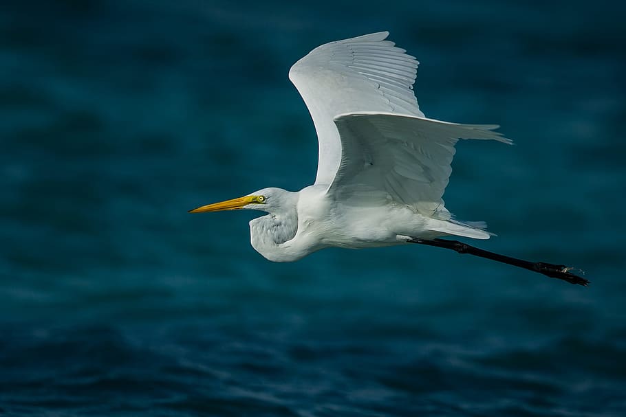 flying white bird near body of water, flying white pelican near body of water, HD wallpaper