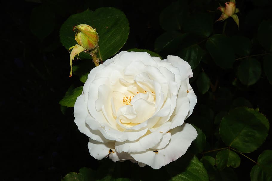 Blossom, Bloom, White, Fragrant, rose, beauty, white color HD wallpaper