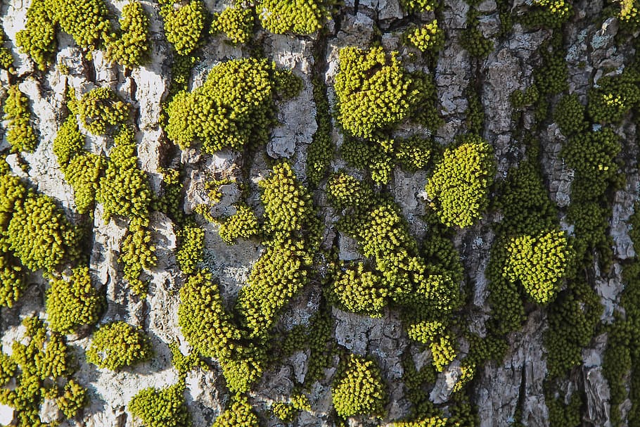 aerial photo of green trees, macro photography of green moss on tree HD wallpaper