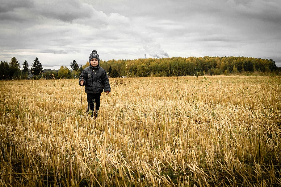 person standing on rice field under white sky at daytime, child walking on crop field HD wallpaper