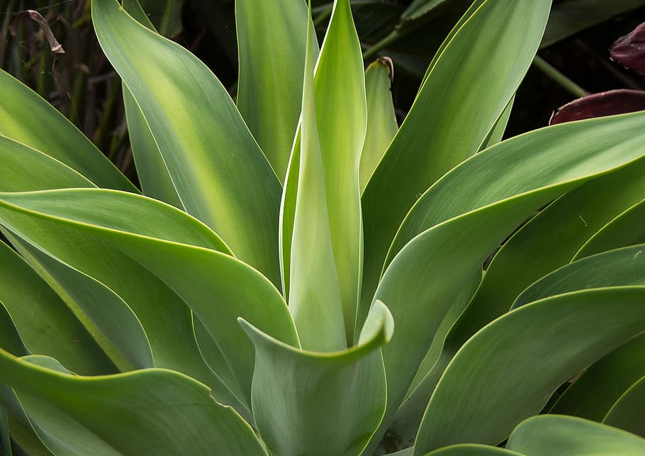 Succulent, Spikes, Pattern, green, foliage, garden, australia HD wallpaper