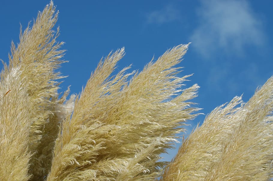 reed, summer, nature, beach, lake, sea, atmosphere, wind, holiday HD wallpaper