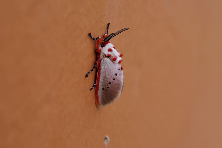 moth, insect, animal, exotic, invertebrate, one animal, animal themes HD wallpaper