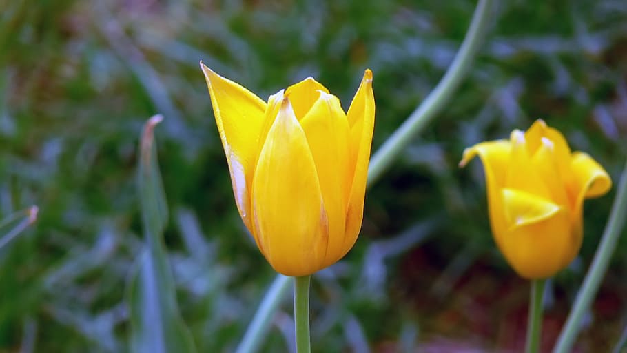 tulip, flowers, spring, cute, yellow, flowering plant, beauty in nature HD wallpaper