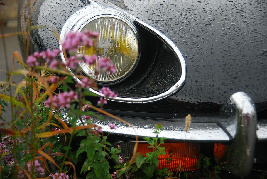 parked back car, pink flowers beside black vehicle, headlight HD wallpaper