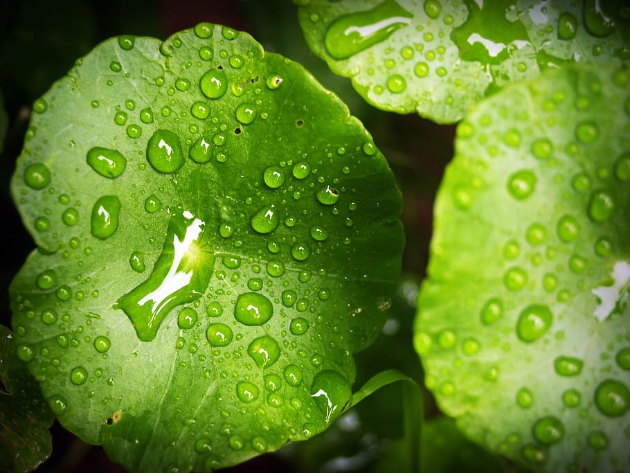 leaf, water, green, drop, background, natural, nature, fresh HD wallpaper