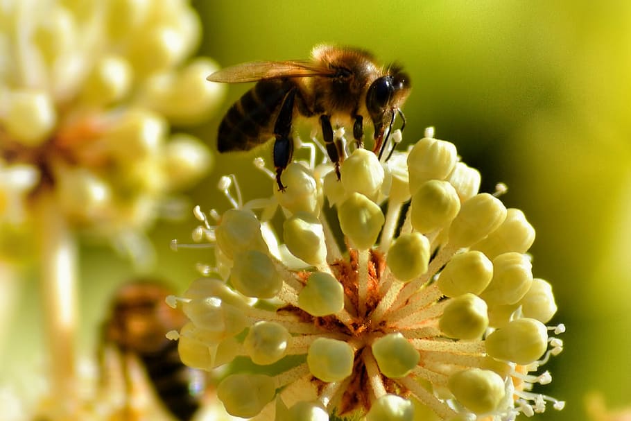 insect, bee, flower, blossom, bloom, white, white blossom, close HD wallpaper