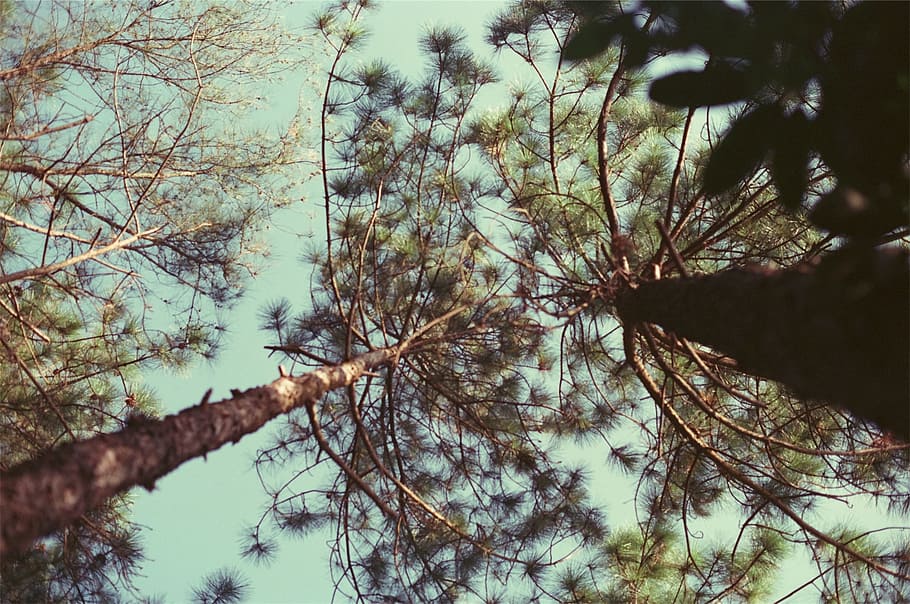 trees, branches, leaves, plant, tranquility, low angle view HD wallpaper