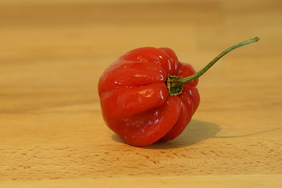chilli, red, kitchen, sharp, pods, food, piquant, eat, fiery HD wallpaper