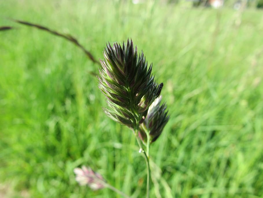 Grass, Field, Grasses, summer, green color, nature, focus on foreground HD wallpaper