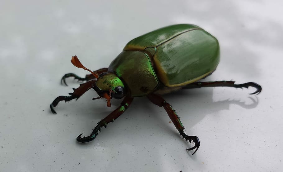 green beetle, bug, insect, ziemer, animal themes, one animal HD wallpaper