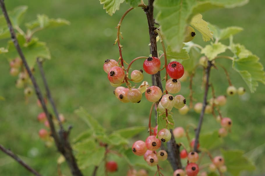 currant, red, red currant, berries, fruit, garden currant, bush HD wallpaper