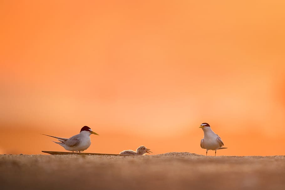 close-up photograph of two white birds, focus photo of three white birds on sand HD wallpaper