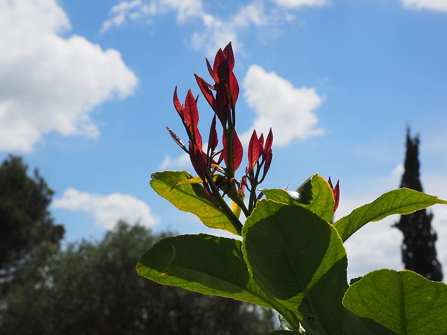 leaves, red, bush, leaf, plant part, growth, nature, cloud - sky HD wallpaper