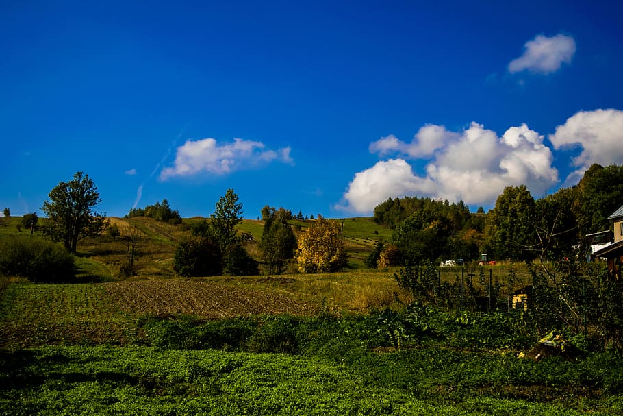 nature, clouds, sky, blue, meadow, plant, tree, cloud - sky HD wallpaper
