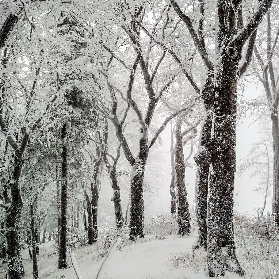 snow covered land with trees, winter, nature, cold, wintry HD wallpaper
