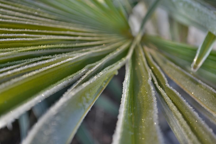 palm, frost, winter, green color, plant, growth, leaf, close-up HD wallpaper