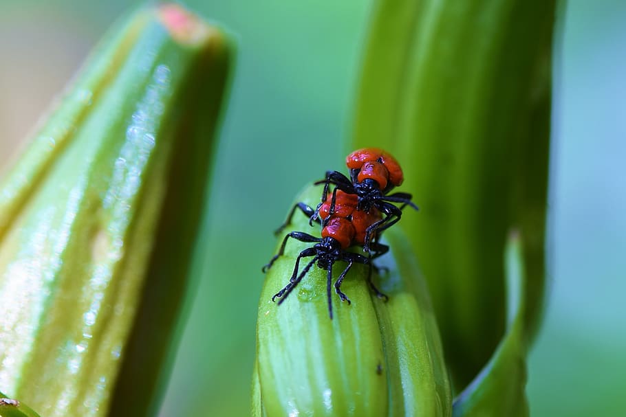 macro, insect, invertebrate, animals in the wild, animal wildlife HD wallpaper