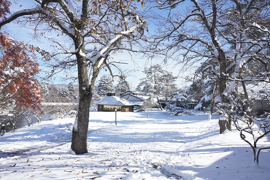 Japan, North, Snow, Karuizawa, winter, tree, nature, cold - Temperature