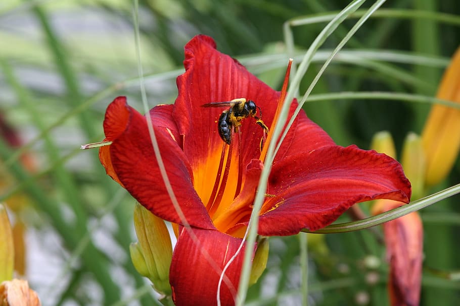 Lily, Bee, Pollen, Flower, Nature, summer, bloom, honey, blooming HD wallpaper