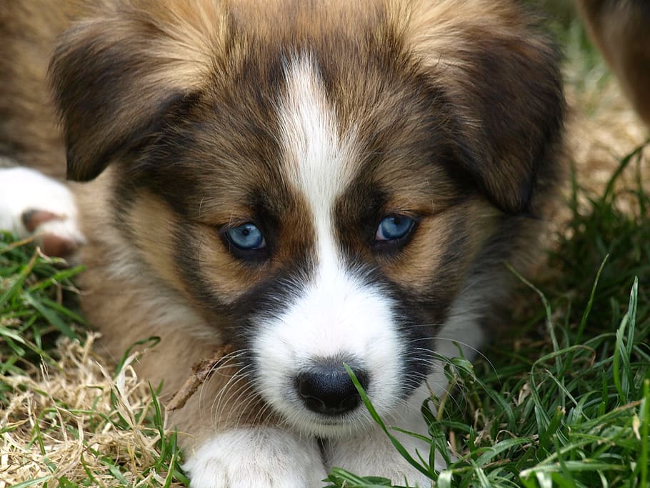closeup photography of tan and white puppy, blue eye, hybrid